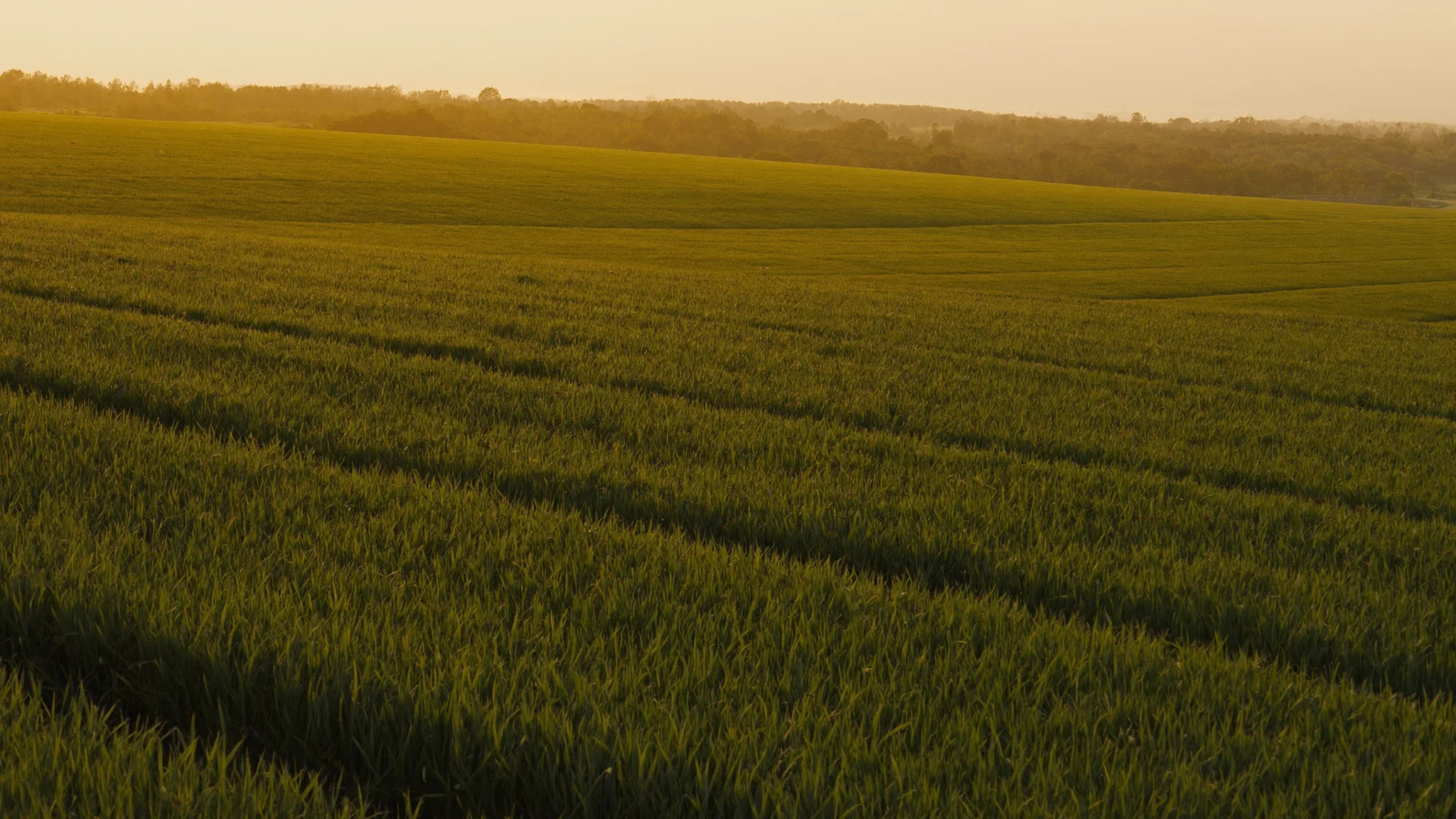 Terres agricoles ivoiriennes à l'heure dorée